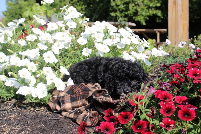 puppy, for, sale, Cavapoo, Matthew B. Stoltzfus, dog, breeder, Gap, PA, dog-breeder, puppy-for-sale, forsale, nearby, find, puppyfind, locator, puppylocator, aca